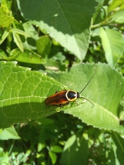 Pseudomops neglectus