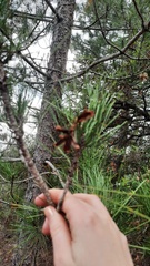 Pinus nigra laricio