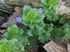 Veronica persica