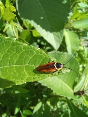 Pseudomops neglectus