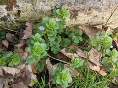 Veronica persica