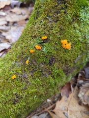 Dacrymyces