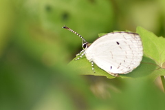 Neopithecops zalmora