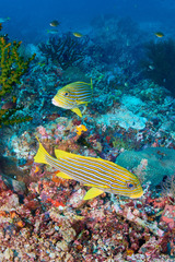 Plectorhinchus polytaenia