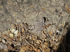 Phrynosoma braconnieri