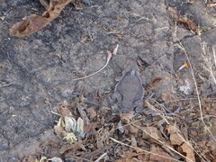 Phrynosoma braconnieri