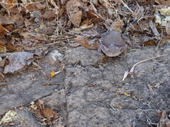 Phrynosoma braconnieri