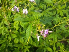 Cleome houtteana