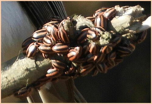 Broad-striped Lady Beetle photo 2