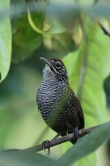 Cantorchilus semibadius