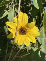 Helianthus petiolaris