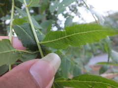 Agonoscena xanthoceratis