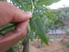 Agonoscena xanthoceratis