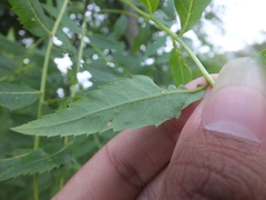 Agonoscena xanthoceratis