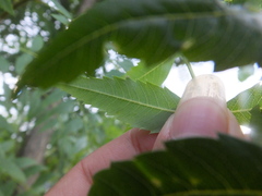 Agonoscena xanthoceratis