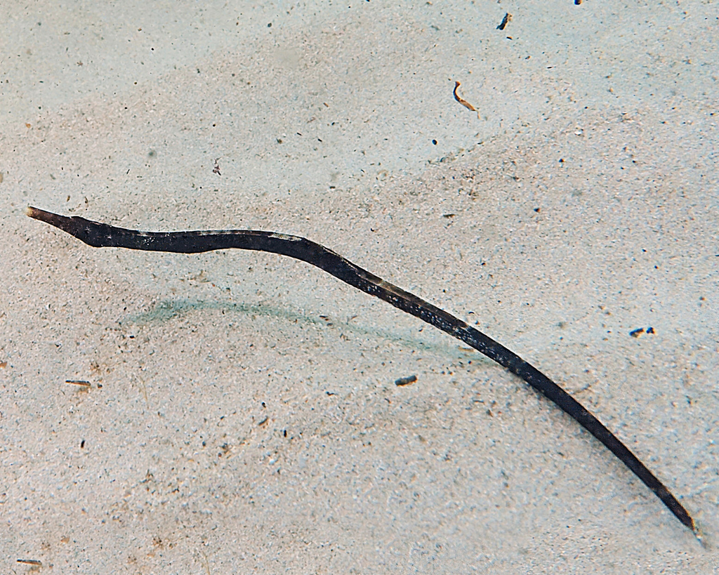 Mitotichthys