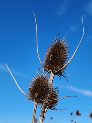 Dipsacus sativus