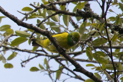 Chlorophonia cyanea