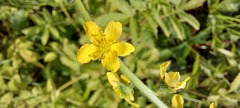 Agrimonia bracteata