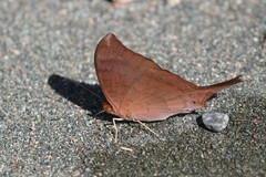 Marpesia furcula