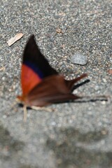 Marpesia furcula