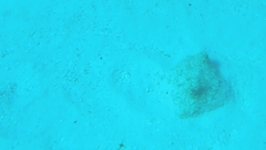 Urobatis jamaicensis