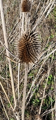 Dipsacus sativus