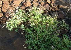 Oxalis dillenii