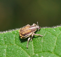 Iptergonus bifurcatus