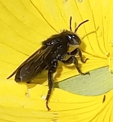 Ctenoplectra