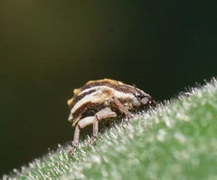 Iptergonus bifurcatus