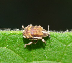 Iptergonus bifurcatus