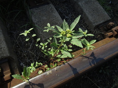 Euphorbia davidii