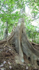 Brosimum alicastrum