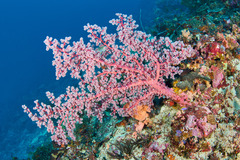 Siphonogorgia godeffroyi