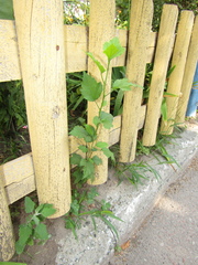 Hibiscus syriacus