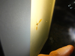 Striglina