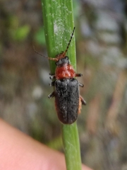 Cantharis