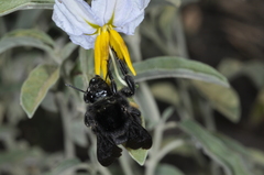 Bombus pauloensis