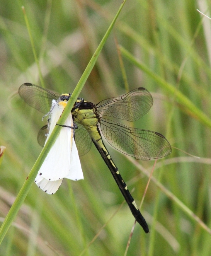 Notogomphus moorei