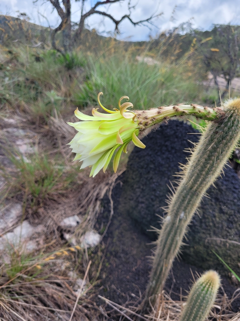 Arthrocereus melanurus