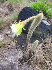 Arthrocereus melanurus
