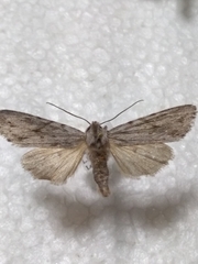 Lithophane leautieri