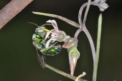 Augochloropsis