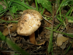 Inocybe pyriodora