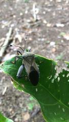 Pachylis laticornis