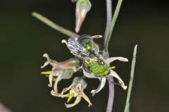 Augochloropsis