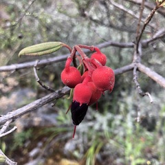 Melastoma