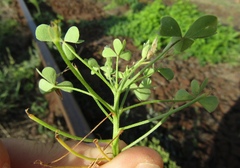 Oxalis dillenii