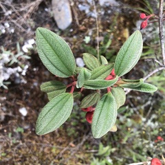 Melastoma